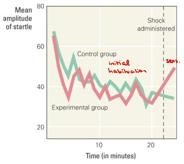 <ul><li><p>Initial habituation to settle animals to a stable baseline (for sake of study)</p></li><li><p>Foot shock applied at dashed line to the experiimental group only</p><ul><li><p>Shock = noxious stimulus</p></li></ul></li><li><p>Sensitization → increased responding to startle stimulus (tone) after shock</p></li></ul><p></p>