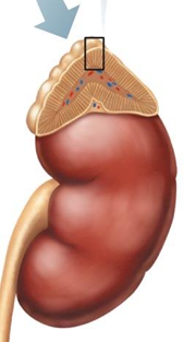 <p>On the superior surface of each kidney</p>