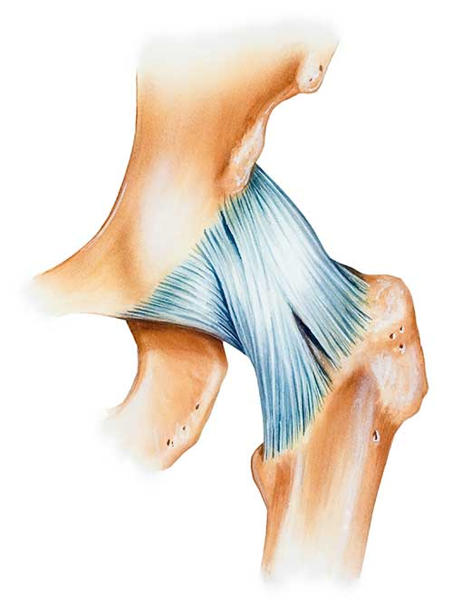 <p>What is the ligament shown here (highlighted in blue)?</p>