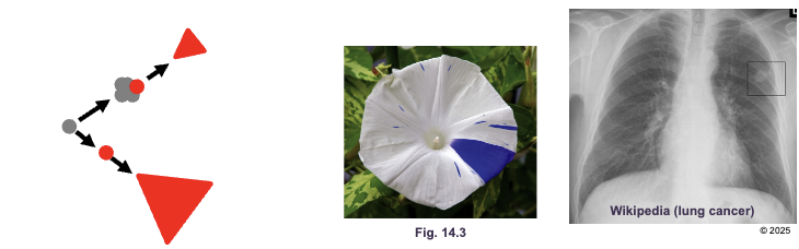 <p>Somatic mutations:</p><ul><li><p>Somatic mutations occurs in a PROGENITOR cell (any cell that first experiences the mutation) and all sequential DAUGHTER cells express the mutation </p></li><li><p>Somatic mutations are expressed as SECTORS (size depends on time of mutation) </p></li><li><p>Cancer tumors are an example of somatic mutations </p></li></ul><p></p>
