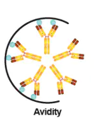 <p>the overall binding strength between an antibody and a multivalent antigen, which has multiple binding sites (epitopes). It is the cumulative strength resulting from multiple individual antigen-antibody interactions.</p>