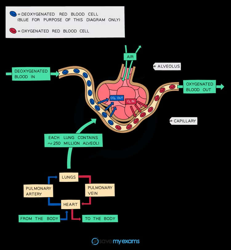 <p>Large surface area, thin surface, good blood supply, and good ventilation with air</p>