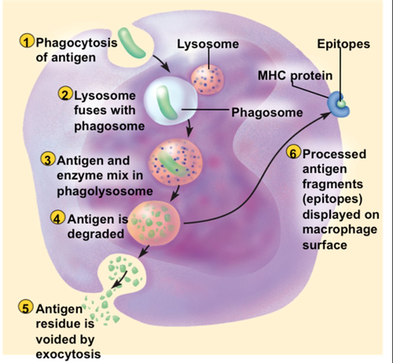 <p>a cell that displays foreign antigens with major histocompatibility complexes on their surfaces</p>