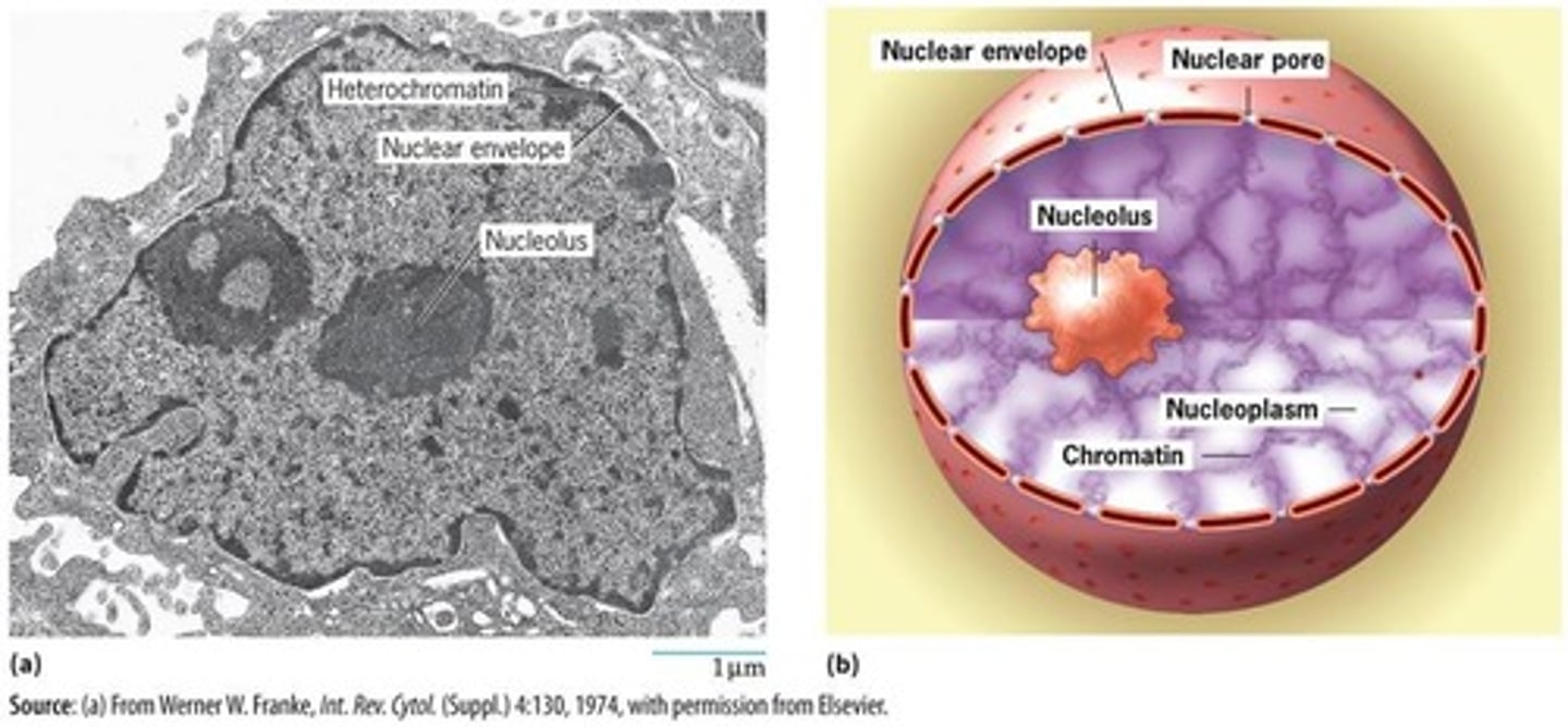 <p>Organized organelle containing genetic material.</p>