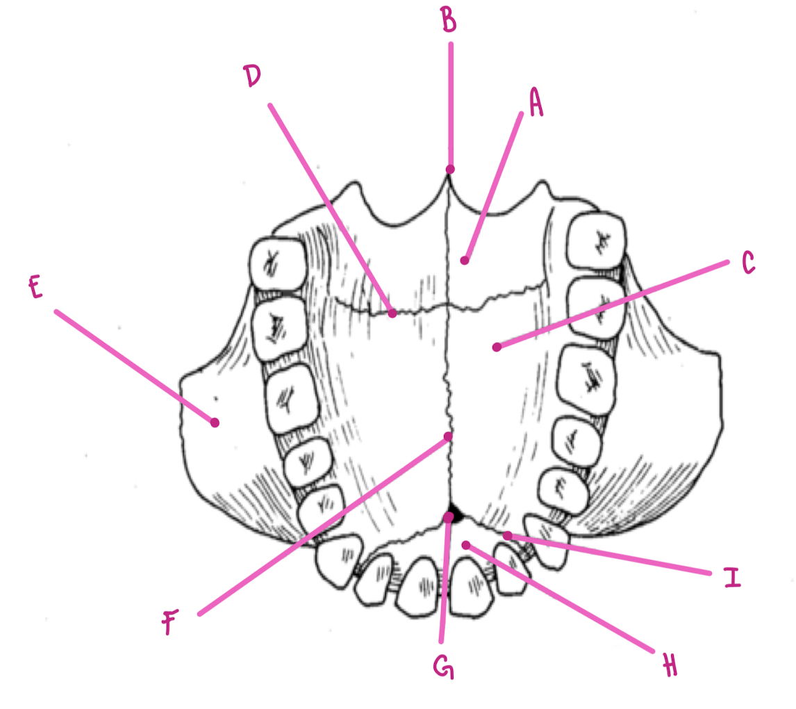 <p>Name the part of the maxillae labeled D (inferior view)</p>