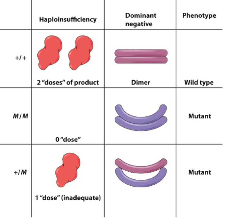 <ul><li><p>usually occurs in genes that encode multimeric proteins (made of >/= 2 subunits</p></li><li><p>mutant subunits block activity of normal subunits (mutant toxic to WT)</p></li></ul>