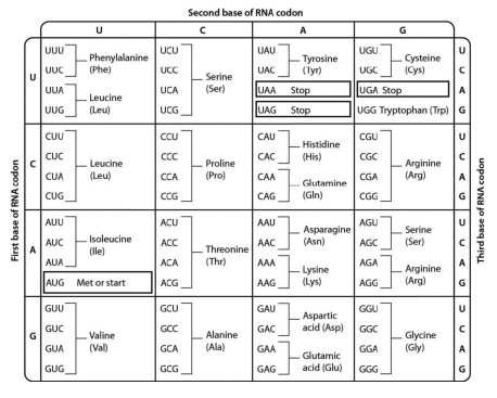 <p>an mRNA is expressed that begins with the sequence AUGGGGCGAAUU. using the genetic code below, determine what peptide will be translated from this mRNA:</p>