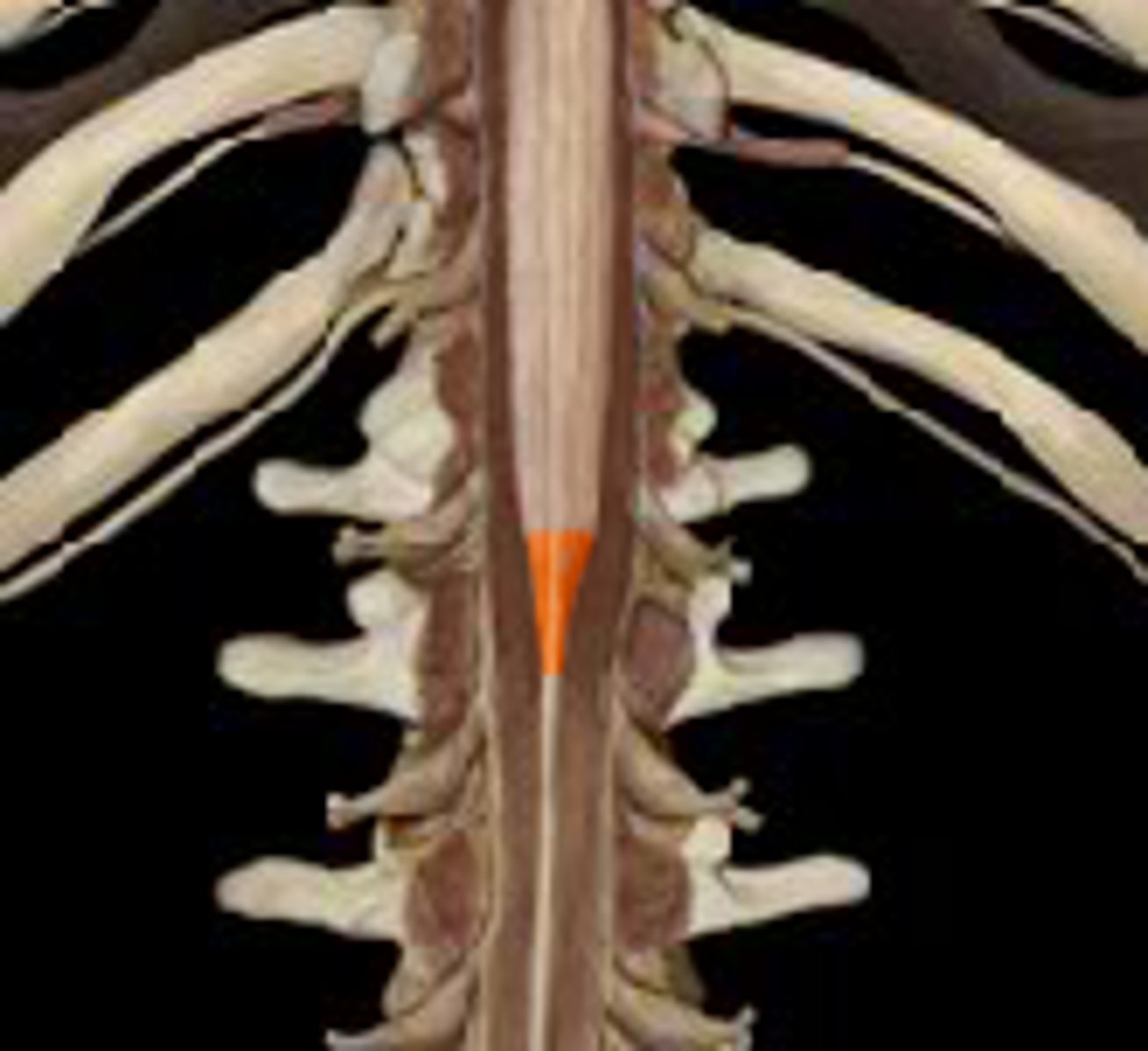 <p>tapered end of spinal cord</p>