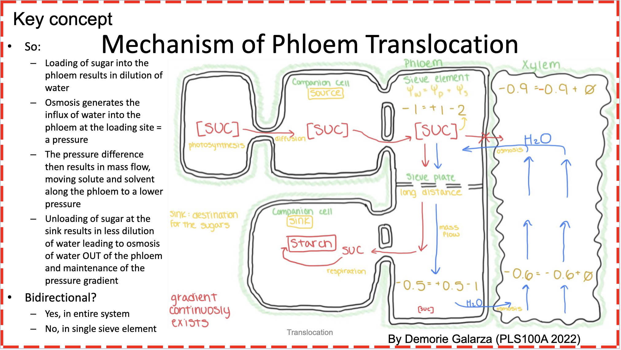 <p>Sucrose diffuses from the mesophyll cells (in a leaf) into the CC, then into the SE. The SE has a very negative solute potential from all of the sucrose, so water enters the SE from the xylem vessels through osmosis to create a positive pressure potential. </p><p></p><p>The sucrose is pushed a long distance down to the sink companion cell, where it is converted to starch which is a crystal and doesn’t contribute to solute potential. This leads the solute potential to decrease and water diffuses back into the xylem.</p><p></p><p>The whole process is cyclic.</p>