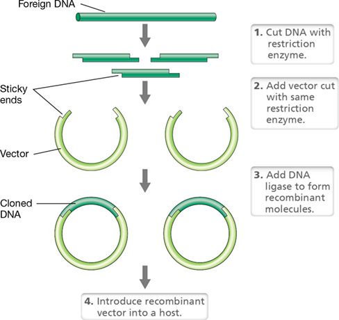 <p>cut DNA at specific sequences</p>