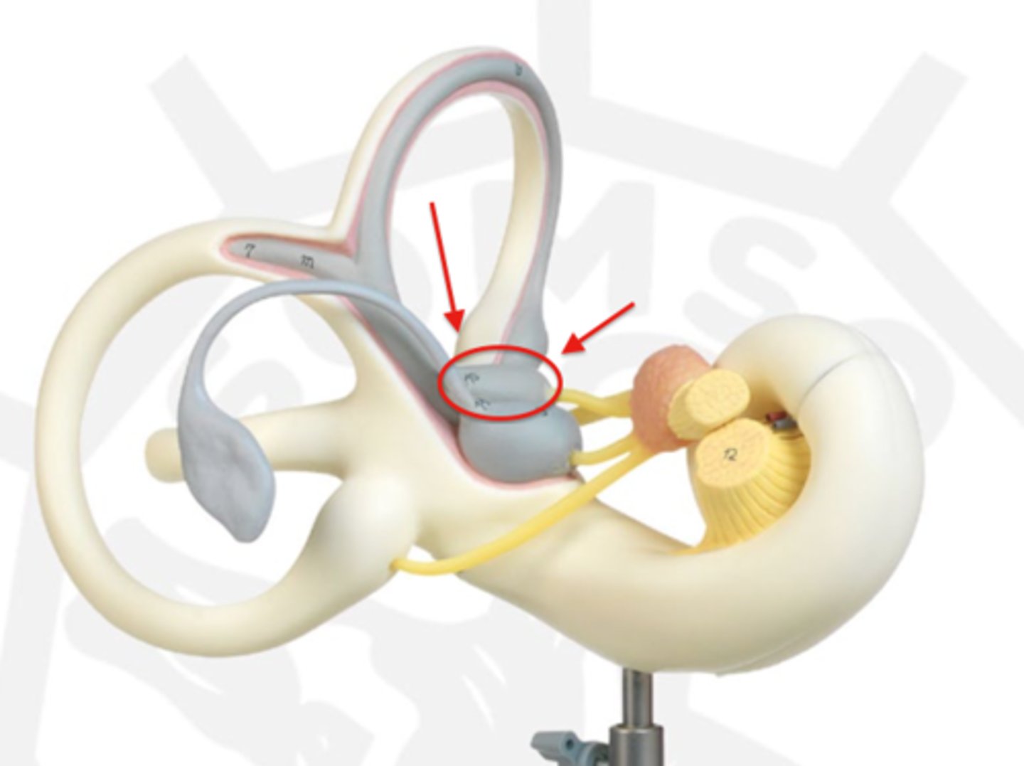 <p>fluid-filled sac in the inner ear that is part of the vestibular system, playing a key role in balance and spatial orientation; senses gravity and linear acceleration like forward and backward movement</p>