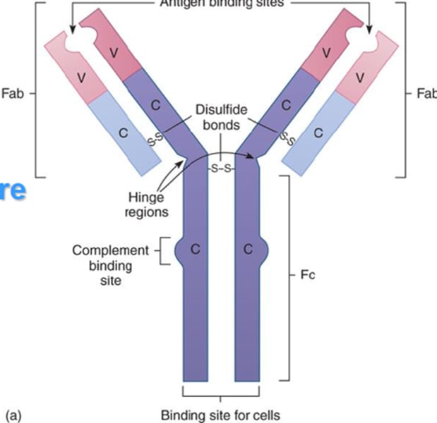 <p>IgD, IgE, IgG</p>