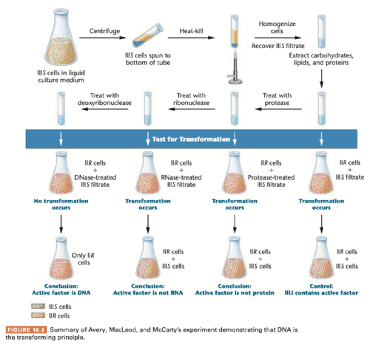 <p>- They used liquid cultures of IIIS virulent </p><p>- extractions with detergent deoxycholate (DOC) </p><p>- extracted proteins from the IIR avirulent cells and it still transformed == DNA </p><p>- analyzed fibrous mass first analyzed for nitrogen:phosphorous ratio, coincide with ratio of 'sodium desoxyribonuucleate" (AKA DNA back then) </p><p>to further verify, treated with proteolytic enzyme trypsin and chymotrypsin and then with RNA-digesting enzyme (ribonuclease RNase) which further destroyed activity of proteins and RNA</p><p>transforming activity remained, chemical testing confirmed DNA </p><p>final test = use samples of DNA digesting enzyme deoxyribonuclease (DNase), which isolated from dog and rabbit = destroyed the transforming activity </p><p>&amp; once transformaron occurs, the capsular polysaccharide is made in successive generations, it is therefore heritable and affects genetic material </p>