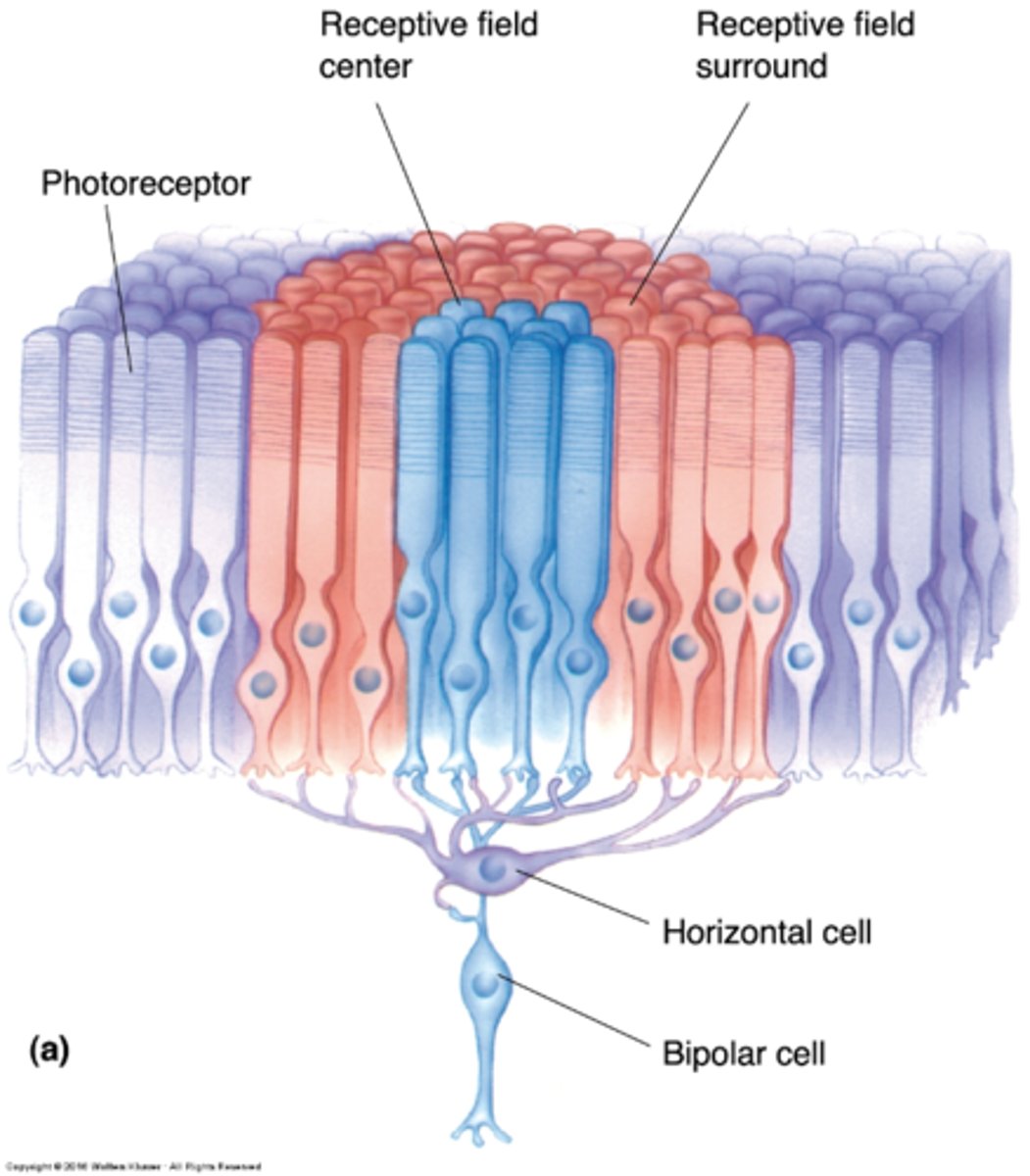 <p>Bipolar cells have what kind of organisation?</p>