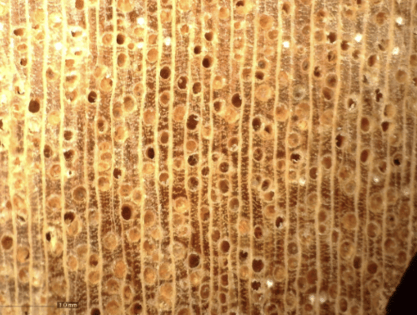 <p>Wood light yellow in color, pores mostly in solitary; diffuse-in-aggregates parenchyma; presence of tyloses; with diffuse resin ducts; moderately broad wood rays</p>