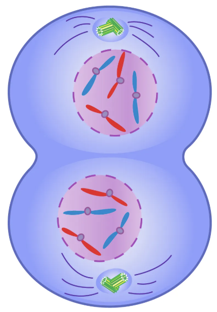 <p>Final (4th) stage of mitosis. The nuclei appear, and the chromosomes unwind to return to the chromatin form. Telophase is followed by cytokinesis.</p>