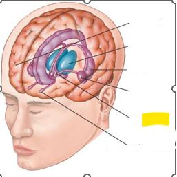 <p>Hvaða hlut i heilans er þetta?</p>