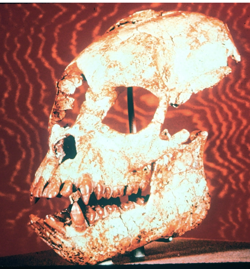 <p>Dietary Adaptation</p>