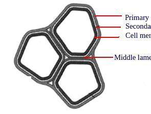 <p>In plants, a thin layer of adhesive extracellular material, primarily pectins, found between the primary walls of adjacent young cells. </p>