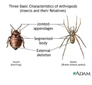 <p>insects - most successful and 75% of species, chitin exoskeletons, segmented, coelom, organs, open circulatory system, respiratory system with trachea, complete digestive tract, joints, nervous and respiratory systems</p>