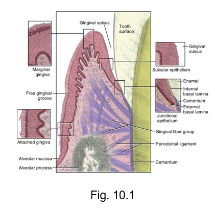 <ul><li><p>where free tissue is attached to tooth </p></li></ul><p></p>