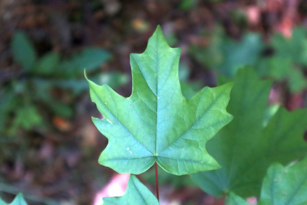 <p>Florida Maple</p>