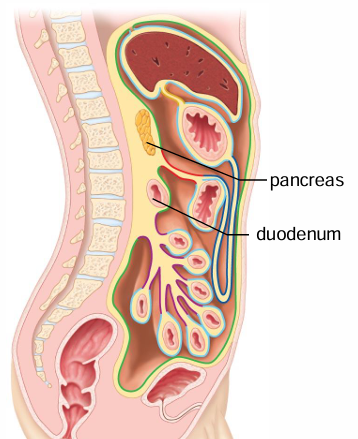 <p>Posterior to the parietal peritoneum</p>