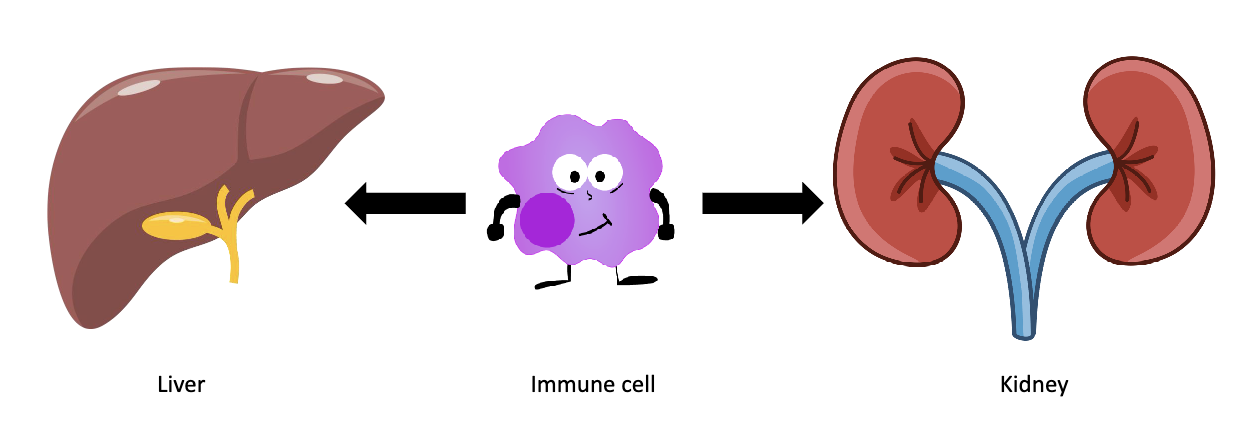 <ul><li><p>Liver/kidney cells: stay in their organ and serve one function</p></li><li><p>Immune cells: travel through body, adapt to tissues, scan for invaders</p></li></ul><p></p>