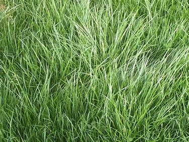 <p>perennial bunchgrass</p>