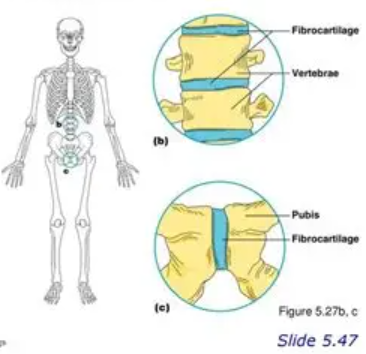 <p>Slightly movable joints, e.g., pubic symphysis.</p>