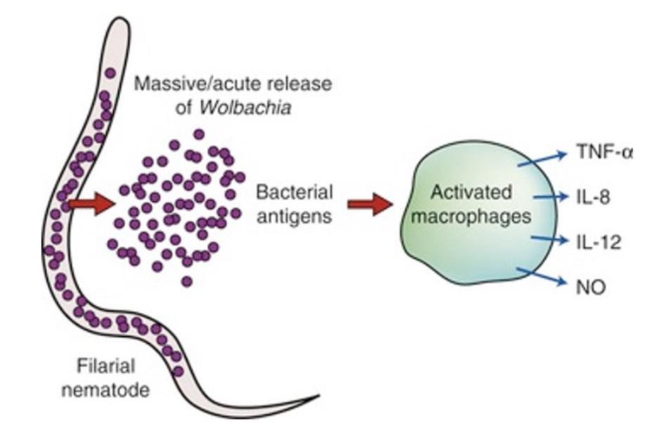 <p>What is it→ </p><ul><li><p>Gram negative intracellular bacteria </p></li></ul><p>How it contributes to heart worm dz→ </p><ul><li><p>Symbiotically colonizes dirofilaria immitis.</p></li><li><p>Antigen stimulation of mammalian host by released bacterial antigens causes inflammation when the parasite dies. </p></li><li><p>Contributor to pathology and clinical signs of D.immits </p></li></ul><p>Susceptible to→ </p><ul><li><p>Tetracycline </p></li></ul><p></p><p></p>