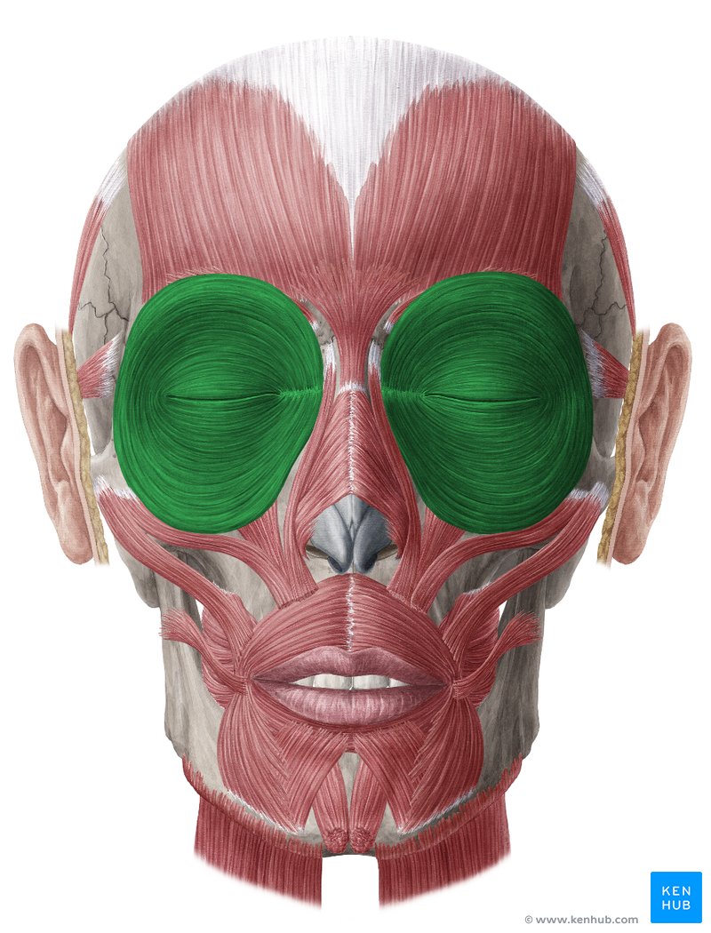 <p>Orbicularis oculi </p>