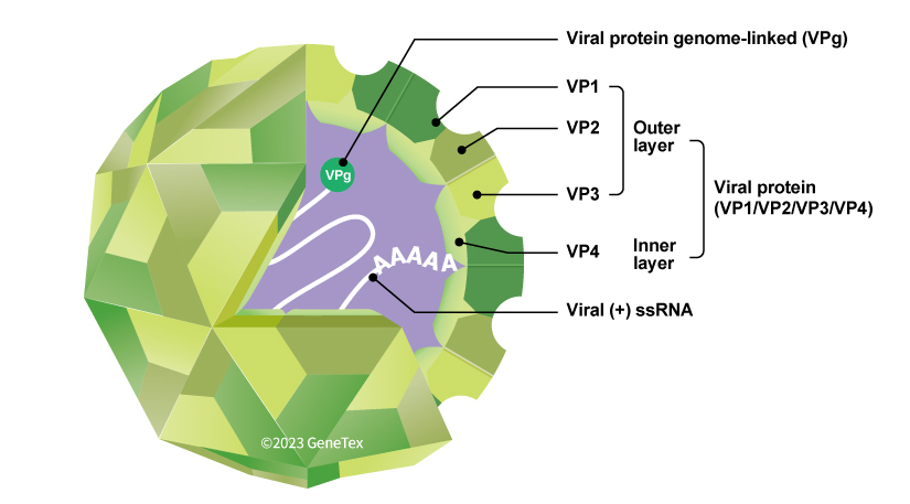 <p>A virus that has a <strong>positive-sense single-stranded RNA (ssRNA) genome </strong>and a non-enveloped, icosahedral capsid.</p>