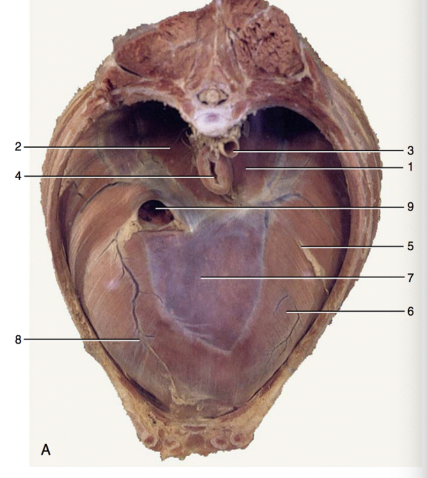 <p><span>The image below is a cranial view of the respiratory diaphragm. Please match the corresponding numbers and structures - not all are matched in the question below.&nbsp;</span></p>