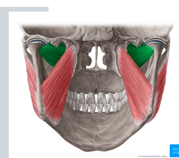 <p>What is the green muscle?</p>