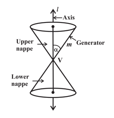 <p>line lying entirely on the cone</p>