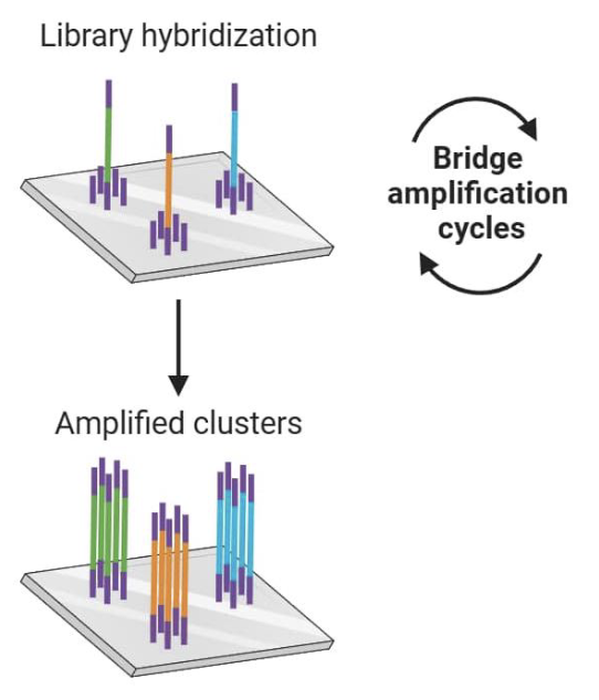 <ul><li><p>randomly generated DNA fragments were ligated to adaptors in step 3</p></li><li><p>one end of each DNA fragment is fixed to a solid surface</p></li><li><p>surface is also coated w/ forward and reverse PCR primers that correspond to the adaptors</p></li><li><p>bends backwards to anneal to primers on chip → duplicate DNA → now have copied piece of DNA that’s also fixed at one end</p></li></ul><p></p>