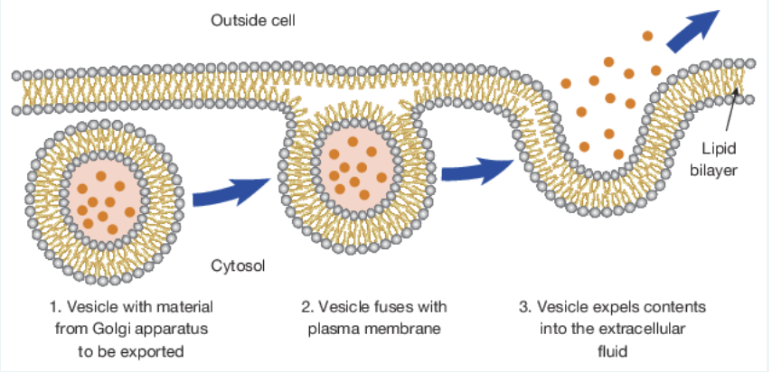 <p>exocytosis</p>