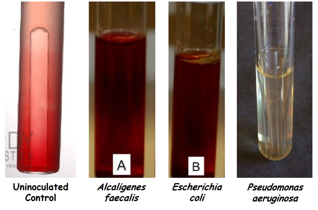 <p>uninoculated control :no nitrate reduction -</p><p>Alcaligenes faecalis: no nitrate reduction -</p><p>Pseudomonas aeruginosa:&nbsp;Nitrate reduction to gaseous (NO, ½N<sub>2</sub>O, or ½N<sub>2</sub>) or reduction to nongaseous nitrogen compounds such as ammonium (NH<sub>4</sub><sup>+</sup>) +</p>