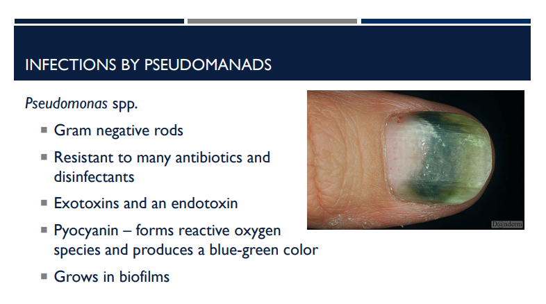 <p>Describe infections caused by pseudomonas aeruginosa. </p>