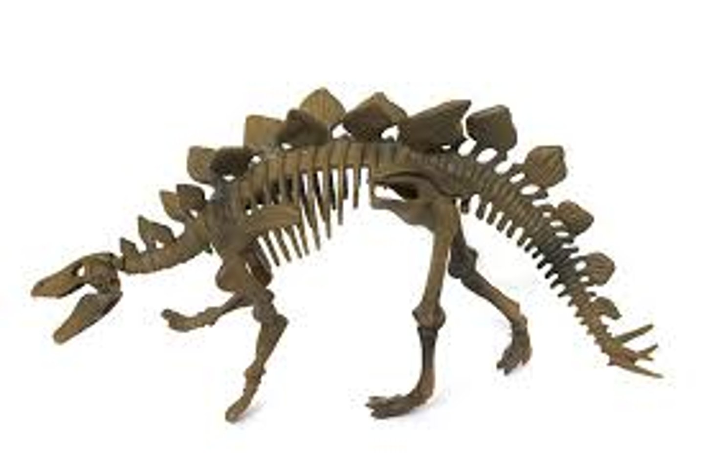 <p>Genus of armored dinosaur. It is one of the most recognizable dinosaurs, with its double row of kite-shaped plates on its back and the two pairs of spikes on its tail. It lived in what is now western North America. In 2006, a specimen was also found in Portugal, showing that they were also present in Europe. Lived during the late Jurassic.</p>