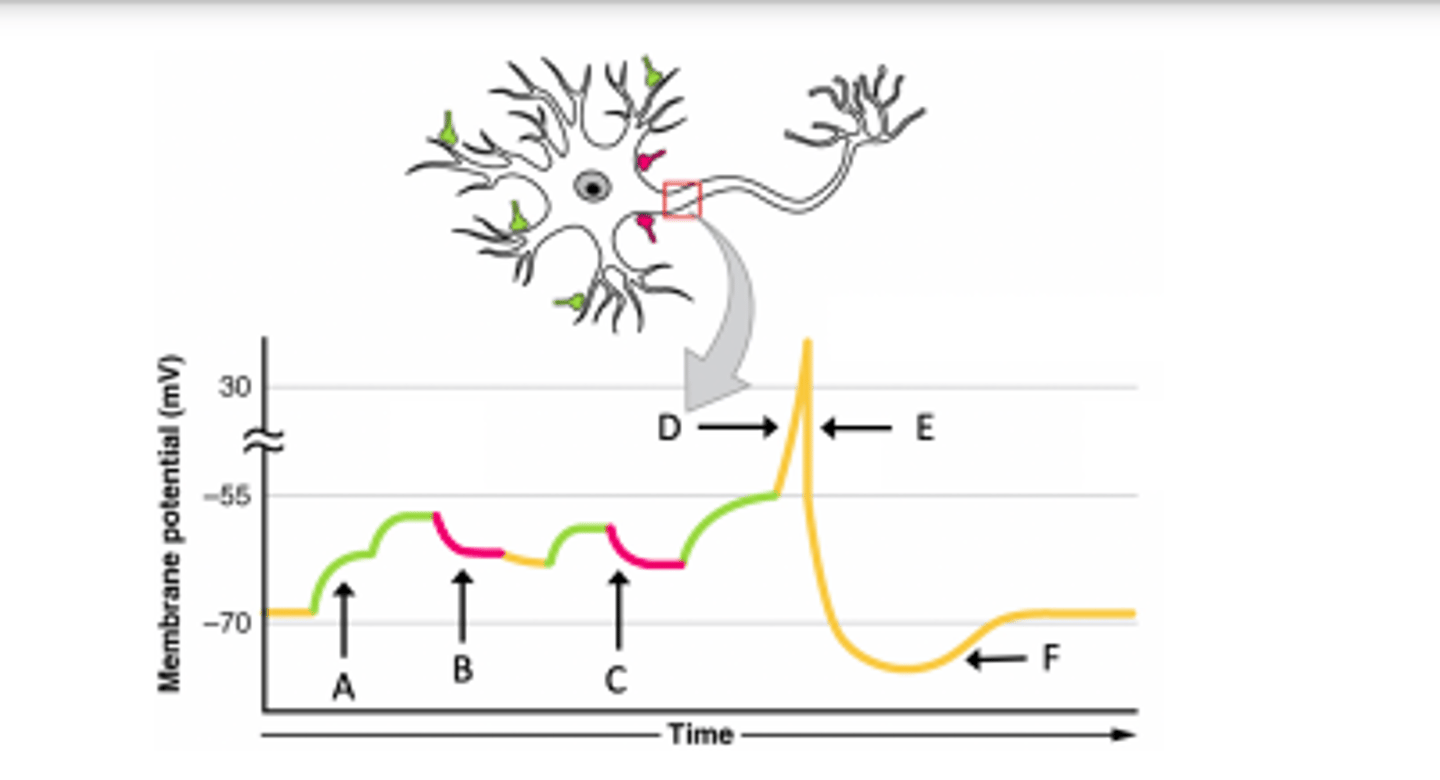 <p>At point F, another action potential could/could not be generated because</p><p>A) could... because this is the absolute refractory period</p><p>B) could... because this is the relative refractory period</p><p>C) could not...because this is the absolute refractory period</p><p>D) could not...because this is the relative refractory period</p>