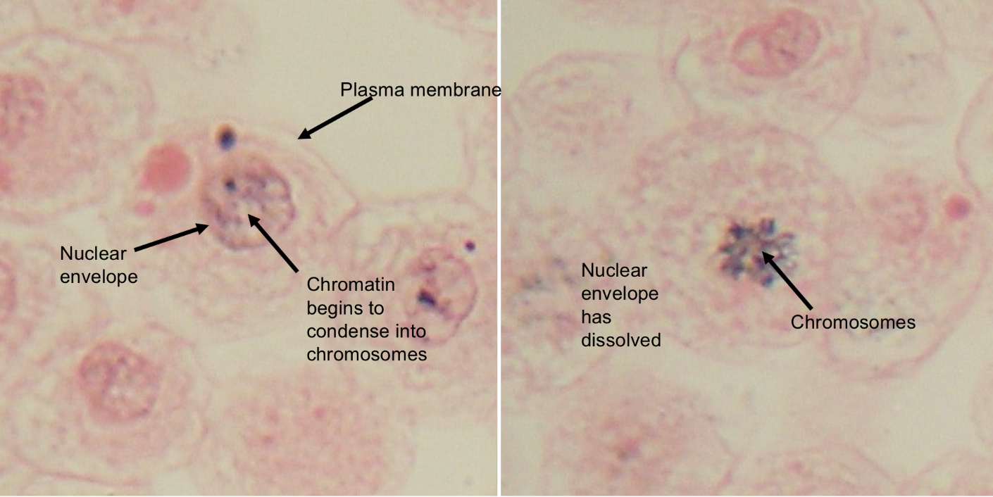 <p>which phase is this?</p>