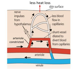 <ul><li><p>arterioles in the skin constrict (vasoconstriction) and shunt vessels dilate to allow less blood to flow through blood capillaries under the skin surface</p></li><li><p>less heat is lost through the skin by radiation, convection and conduction</p></li><li><p>sweat glands become less active, and the production of sweat decreases ⇒ less latent heat of vaporisation is lost from the body</p></li><li><p>the metabolic rate of the body increases, thus more heat is produced within the body</p></li><li><p>sometimes the above reactions are not sufficient to prevent a drop body temperature ⇒ shivering (a reflex) occurs</p><ul><li><p>the spasmodic contraction of the muscles increases heat production</p></li></ul></li><li><p>these actions increase blood temperature until it returns to reference point</p></li><li><p>this return to normal is detected by the thermoreceptors; the removal of the stimulus will stop the homeostatic action</p></li></ul><p></p>