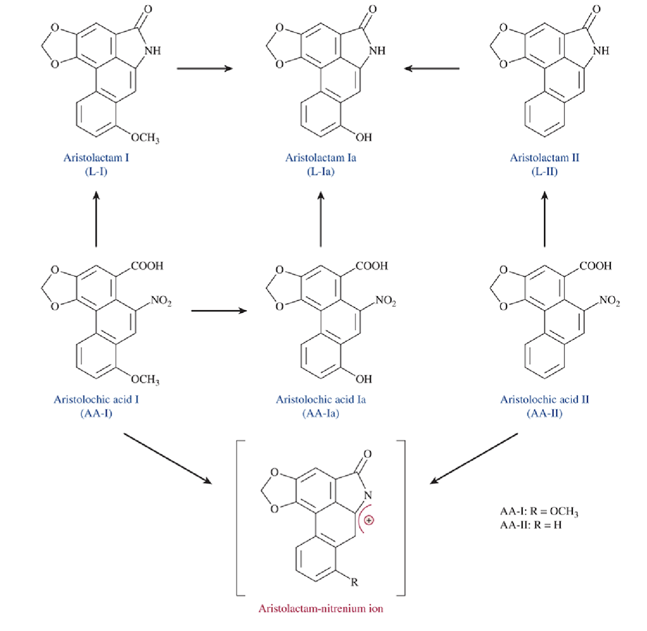 <p>Renal uptake via OAT transporters (AA-I) → bioactivation to form nitrenium ion → DNA/protein adducts</p><p>Renal dysfunction, characterized by tubular dysfunction, proteinuria, and interstitial fibrosis </p>