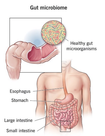 <p>• At birth: the entire intestinal tract is sterile </p><p>• Infant gut is colonized by maternal and environmental bacteria during birth and through feeding &amp; other contacts </p><p>• By age 2.5 years, the microbiota is similar to that of an adult, with a variety of bacterial species </p><p>• composition of the flora is influenced by age, diet, socioeconomic conditions </p><p>• Antibiotics have the potential to profoundly impact the microbiota </p><p>• Microbiota help protect the host from colonization by pathogenic species</p>