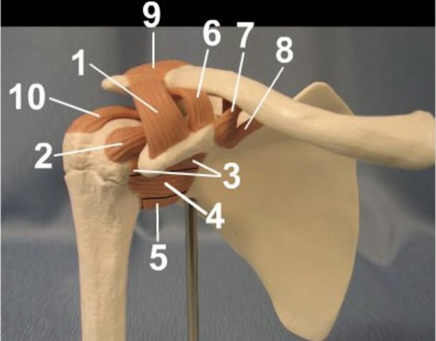 <p>Identify the structure labeled 5</p>