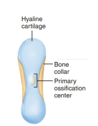 <ol><li><p><strong>Mesenchymal cells</strong> specialize into <strong>osteoblasts</strong></p></li><li><p><strong>Perichondrium</strong> becomes <strong>periosteum</strong></p></li><li><p><strong>Osteoblasts</strong> secrete <strong>osteoid</strong>, creating a <strong>bone collar</strong></p></li><li><p><strong>Chondrocytes</strong> left within hypertrophy and become the <strong>primary ossification center</strong></p></li></ol><p><strong>Cartilage model</strong></p>