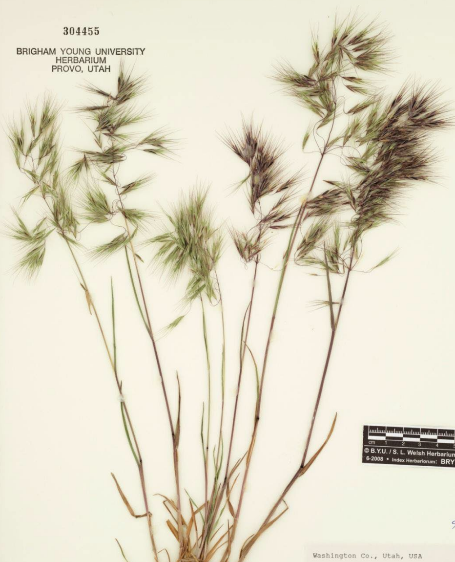 <p>Sometimes purple, drooping panicle with wiry pedicels, straight awns</p>