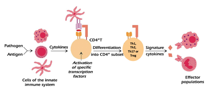 <p>dendritic cells can detect infection and what type of infection it is</p>